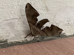 Daphnusa ocellaris