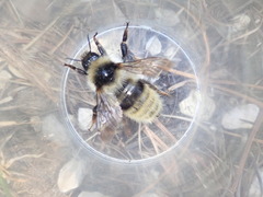 Bombus mucidus
