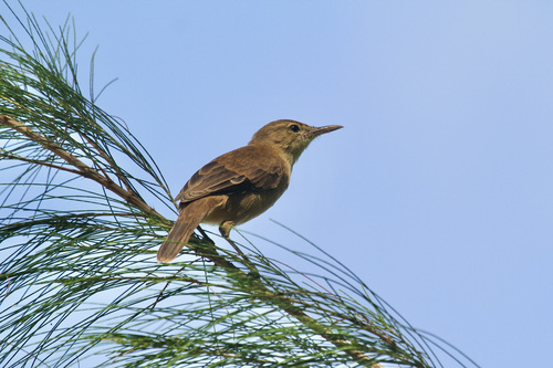 Acrocephalus rehsei, 2016-04-16