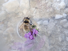Bombus mucidus