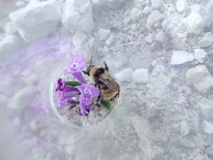 Bombus mucidus