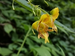Impatiens edgeworthii