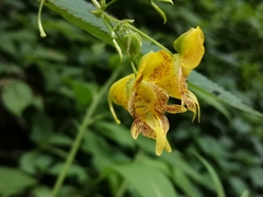 Impatiens edgeworthii