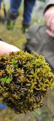 Sphagnum platyphyllum