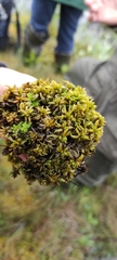 Sphagnum platyphyllum