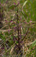 Pedicularis parviflora