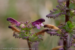 Pedicularis parviflora