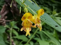 Impatiens edgeworthii