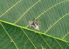 Polyrhachis tibialis