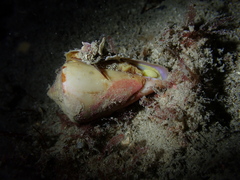 Conus klemae
