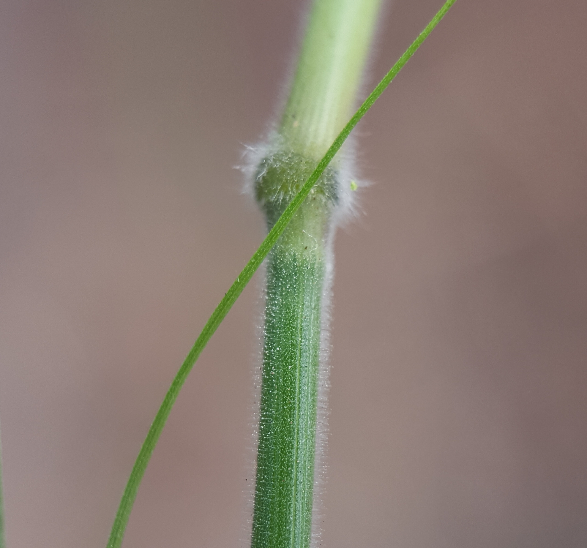 (c) François Rousseu, certains droits réservés (CC BY-NC) https://www.inaturalist.org/observations/85743844