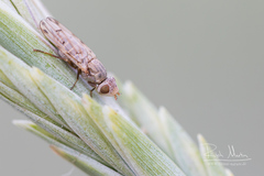 Otitinae