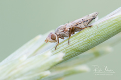 Otitinae