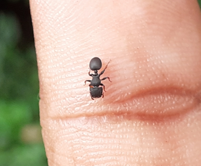 Cataulacus taprobanae