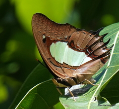 Polyura hebe plautus