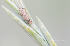 Otitinae