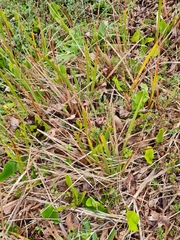 Libertia peregrinans