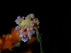 Phyllodesmium poindimiei