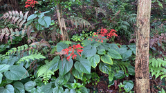 Clerodendrum paniculatum