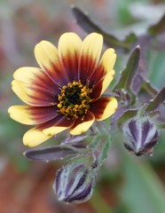Osteospermum monstrosum