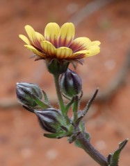 Osteospermum monstrosum