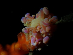 Phyllodesmium poindimiei