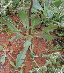 Osteospermum monstrosum
