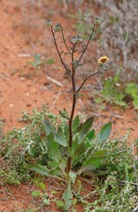 Osteospermum monstrosum