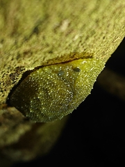 Athoracophorus papillatus