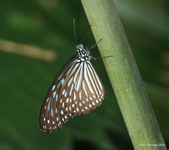 Ideopsis vulgaris macrina