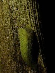 Athoracophorus papillatus