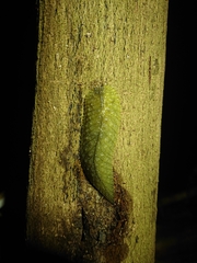 Athoracophorus papillatus