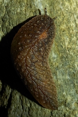 Pseudaneitea