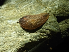 Pseudaneitea