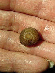 Pseudaneitea