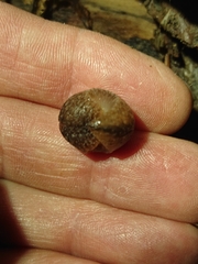 Pseudaneitea