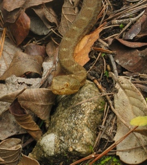 Crotalus aquilus