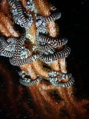 Conocladus australis