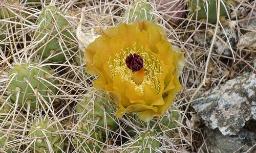 Maihueniopsis wagenknechtii · iNaturalist