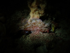 Scorpaena sumptuosa