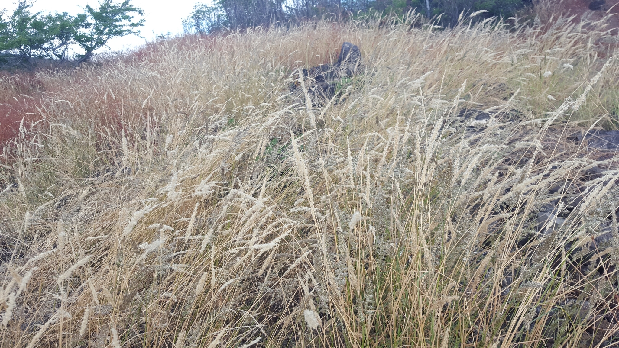 (c) François Rousseu, certains droits réservés (CC BY-NC) https://www.inaturalist.org/observations/85743844