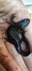 Triturus cristatus