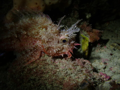 Scorpaena sumptuosa