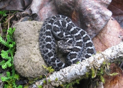 Crotalus aquilus