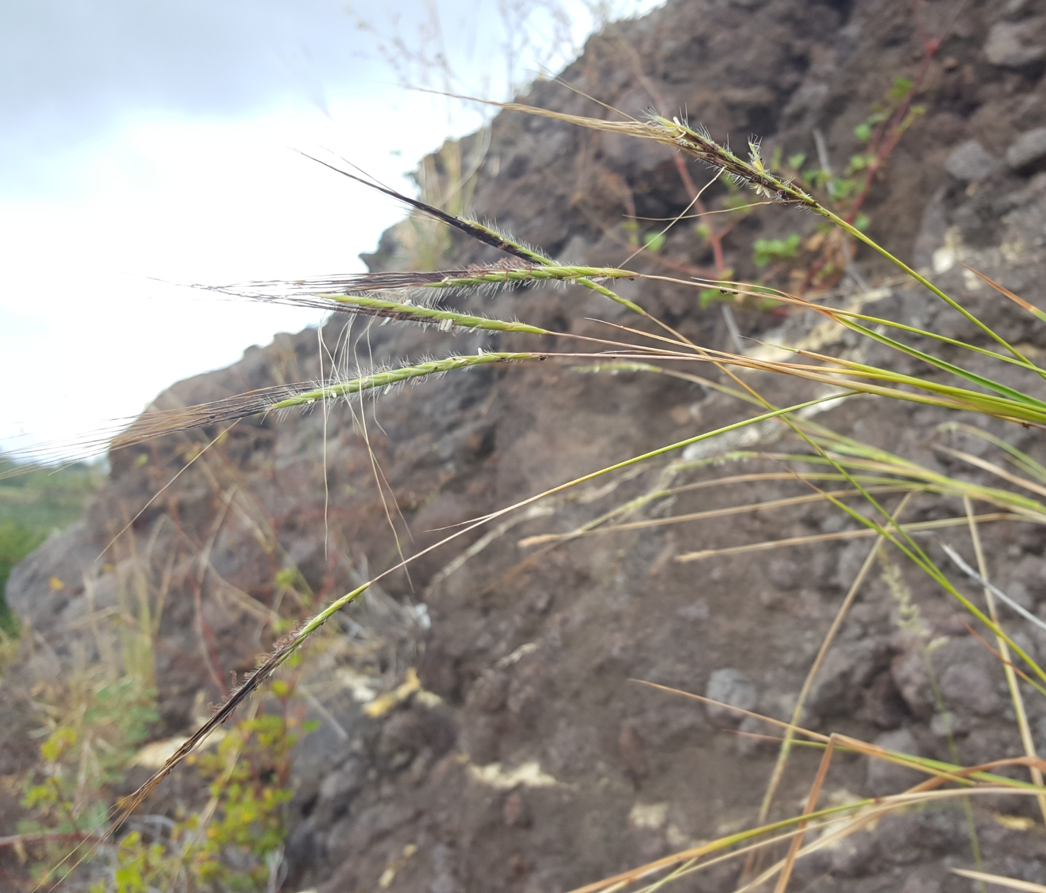 (c) François Rousseu, certains droits réservés (CC BY-NC) https://www.inaturalist.org/observations/85745093