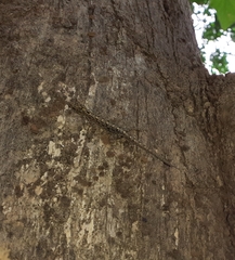 Cnemaspis littoralis