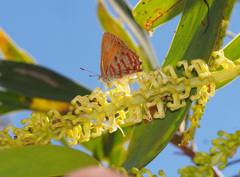 Hypochrysops apelles
