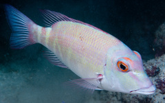 Lethrinus erythropterus