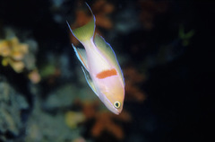 Pseudanthias rubrizonatus