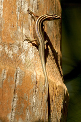 Emoia cyanura